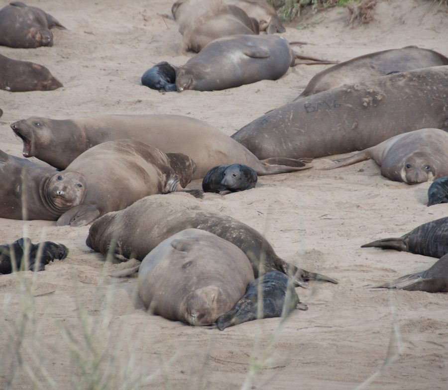 Northern elephant seals resting on a beach